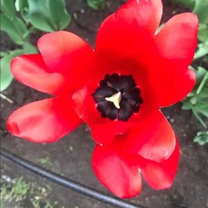 Meet your Posher, Sam